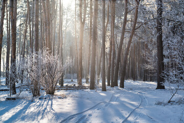 Beautiful road in a winter forest