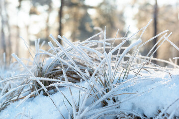 Frost on a grass in a winter forest