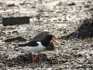 Oystercatcher in the shore