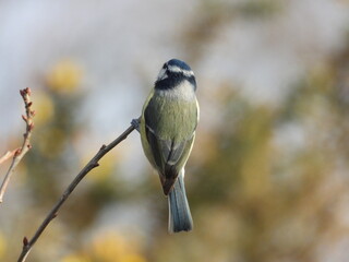 Blue tit feeding