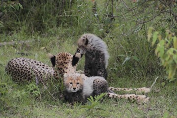 a group of cheetah are standing on the grass