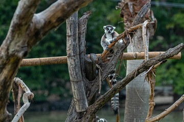 Lemur perched on tree branch in an outdoor zoo habitat, gazing into the distance © Wirestock