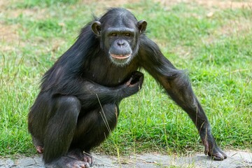 Cheerful young chimpanzee atop a patch of lush green grass