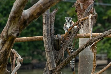Ring-tailed Lemur sitting on a log in a tree in a natural environment setting