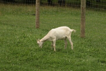 Obraz premium White sheep grazing in a grassy area surrounded by a wired fence