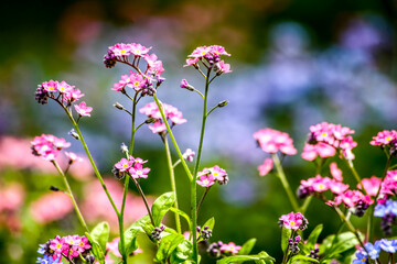 Spring floral background. Flowers in spring. HDR Image (High Dynamic Range).