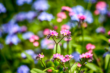 Spring floral background. Flowers in spring. HDR Image (High Dynamic Range).