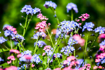 Spring floral background. Flowers in spring. HDR Image (High Dynamic Range).