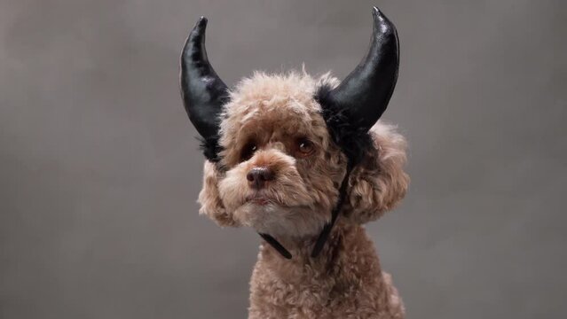 Dog with Horns, Studio Shot - A poodle adorned with black horns poses against a grey backdrop, studio capture. Elegant, humorous canine portrait. 