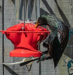 Common Starling eating from its red bird feeder - obrazy, fototapety, plakaty