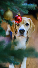 Cute dog with deer horns in room decorated for Christmas