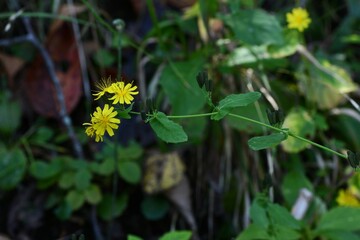 Youngia denticulata flowers. Asteraceae biennial plants. Yellow flowers bloom from September to November. When the stem is broken, a bitter milky sap is released. Wild vegetable and medicinal herb.