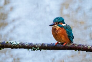 Fototapeta premium Kingfisher sitting on a branch