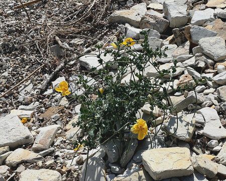 gelber Hornmohn w&auml;chst zwischen Steinen am Strand