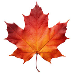 Isolated red maple leaf, transparent background (PNG) - obrazy, fototapety, plakaty