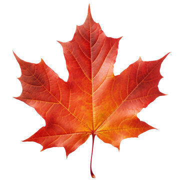 Isolated red maple leaf, transparent background (PNG)