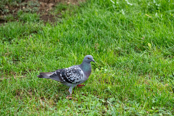 common pigeon looking for food in the grass