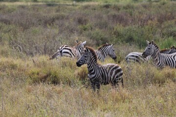 Fototapeta na wymiar Bébé zèbre attentif au Serengeti - Tanzanie