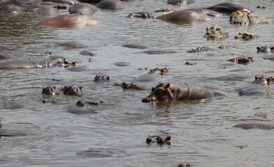 Troupeau d'hippopotames - Tanzanie