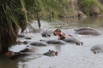 Fototapeta premium Hippopotames (bouche ouverte) dans un marécage - Tanzanie