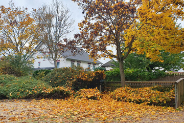 Autumn yellow leaves in a little park on the floor and sand.