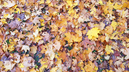Autumn yellow leaves in a little park on the floor.