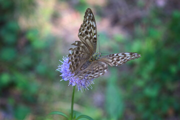 Butterfly fritillary with open orange wings with dots dotted on a flower.