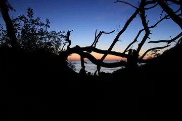 Foto op Plexiglas Silhouette of trees on sunset beach  © pierrick