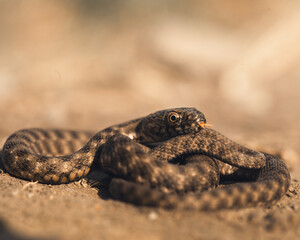 juvenile water snake coiled up and flicking its tongue