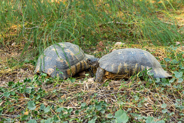 Two fighting males of the marginated tortoise (Testudo marginata) - tortoise in Greece