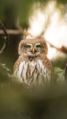 cute little eurasian pygmy owl front portrait