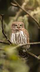 cute little eurasian pygmy owl on a tree branch