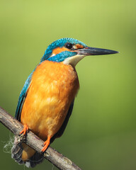 Kingfisher perched on a branch