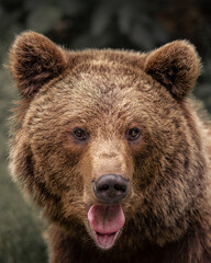 brown bear portrait from romania