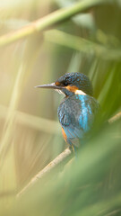 Kingfisher perched on a branch