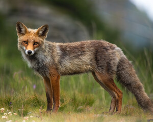 Naklejka na ściany i meble wild red fox from the carpathians
