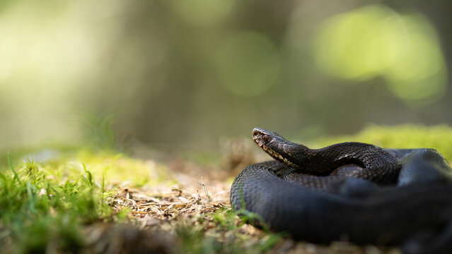 european common viper (adder) melanistic vipera berus macro