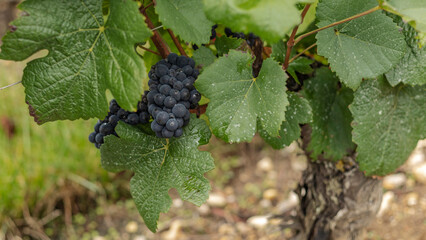 Pinot Noir black grapes in the vineyards of Sancerre a town in the Loire Valley