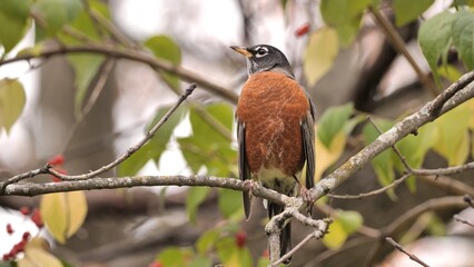 American Robin (Turdus migratorius) in the autumn forest.