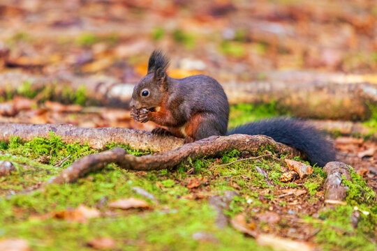 Allg&auml;u - Eichh&ouml;rnchen - Nuss - Herbst - Fischen - Oberstdorf