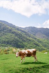 Fototapeta na wymiar Brown cow walks through a green pasture in the mountains