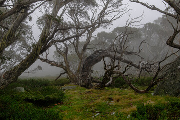 Obraz premium Misty trees in Snowy Mountains Australia