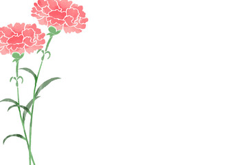 ピンクのカーネーションのイラスト　フレーム