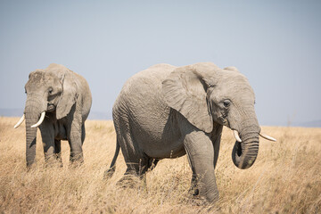 Obraz premium Portrait of african elephants (loxodonta africana) walking through the great savanna of Serengeti National Park, Tanzania