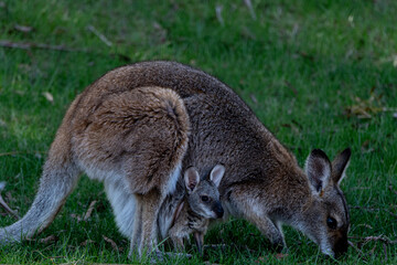 Red necked wallaby and joey grazing