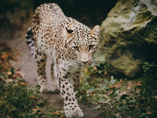 Tierportrait - Persischer Leopard (Panthera pardus tulliana) in einem Freigehege