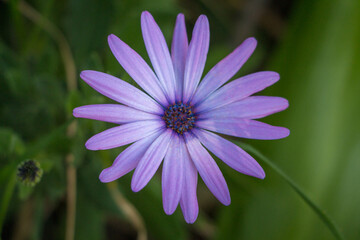 Purple daisy with its purple petal