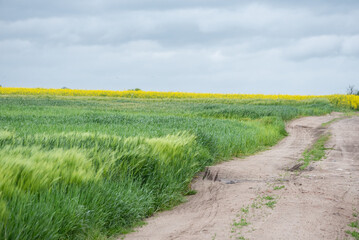 Fototapeta na wymiar Barley in the field. Green ears of barley in the spring field. Cereal plants waving in the wind.