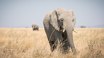 Portrait of african elephants (loxodonta africana) walking through the great savanna of Serengeti National Park, Tanzania