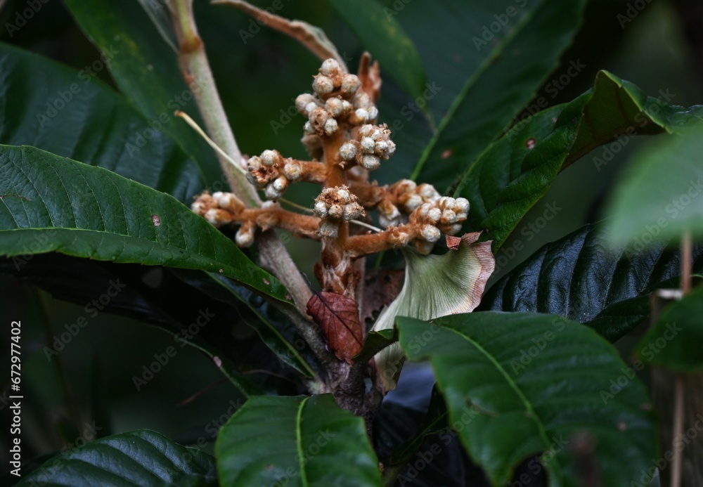 Wall mural The loquat ( Rhaphiolepis bibas ) buds and flowers. Rosaceae evergreen fruit tree. Sweet-scented white five-petaled flowers bloom from November to December.